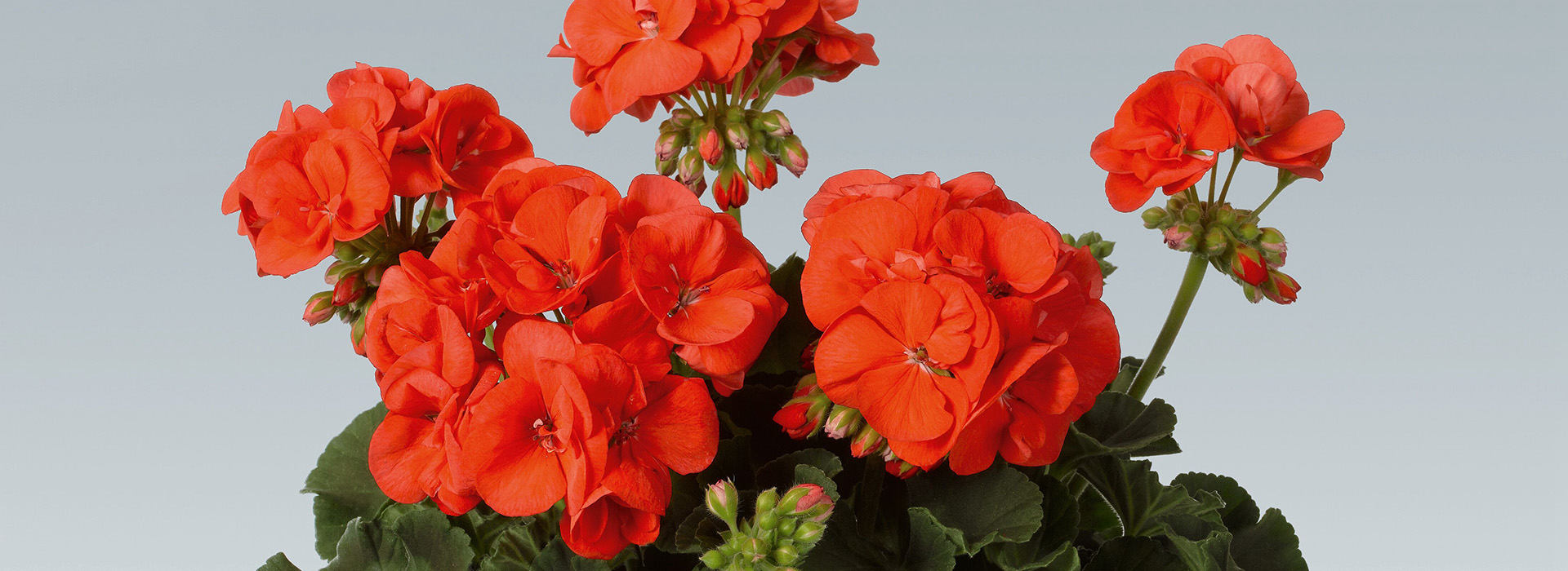 ‘晨光’直立天竺葵