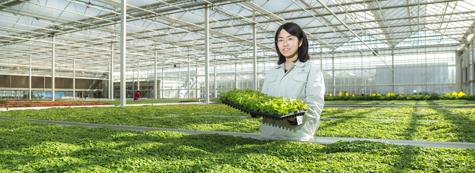 現(xiàn)代化溫室