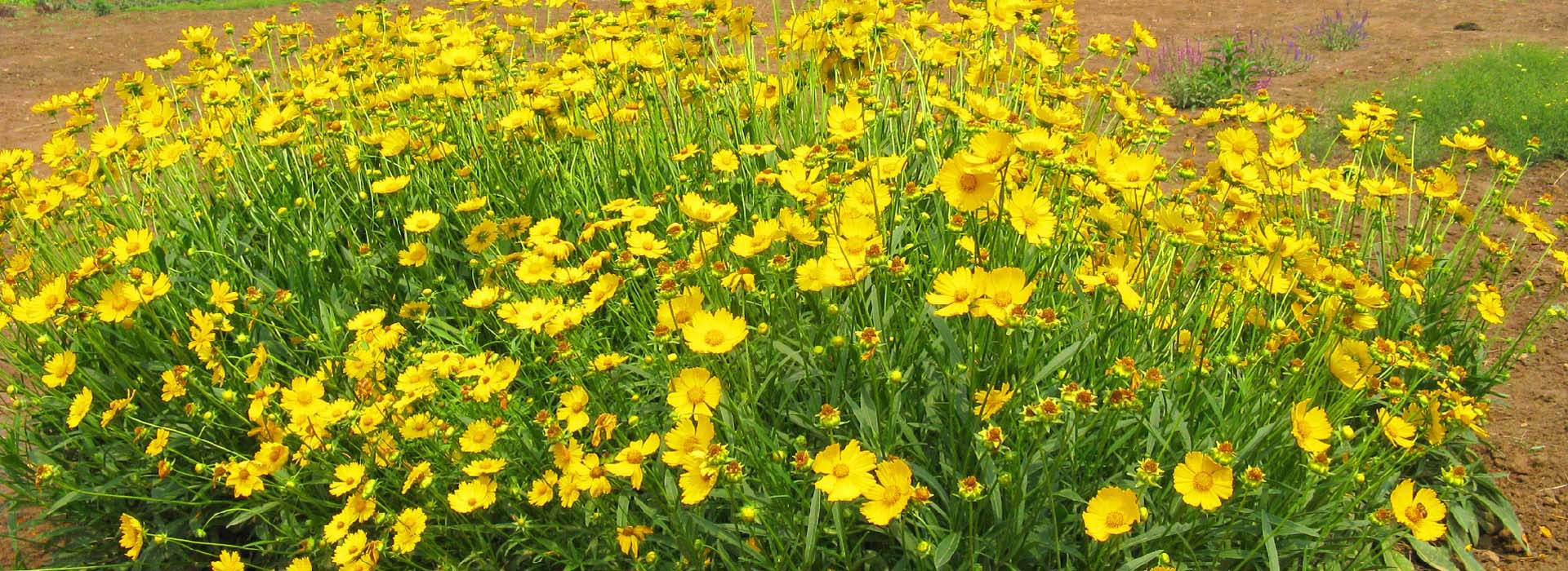 ‘和藹’金雞菊