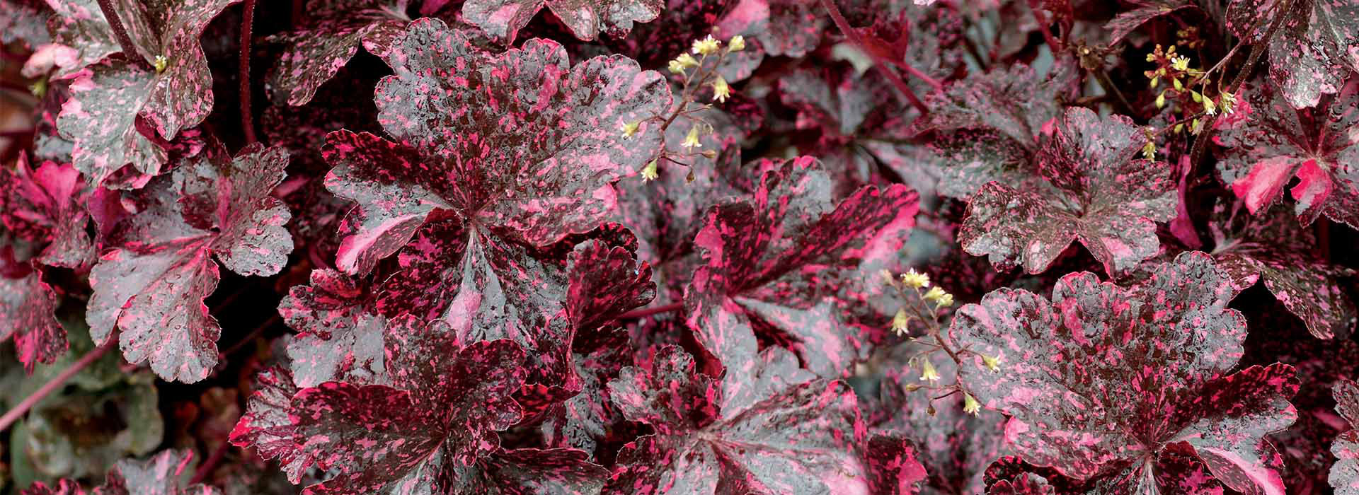 ‘午夜玫瑰’礬根