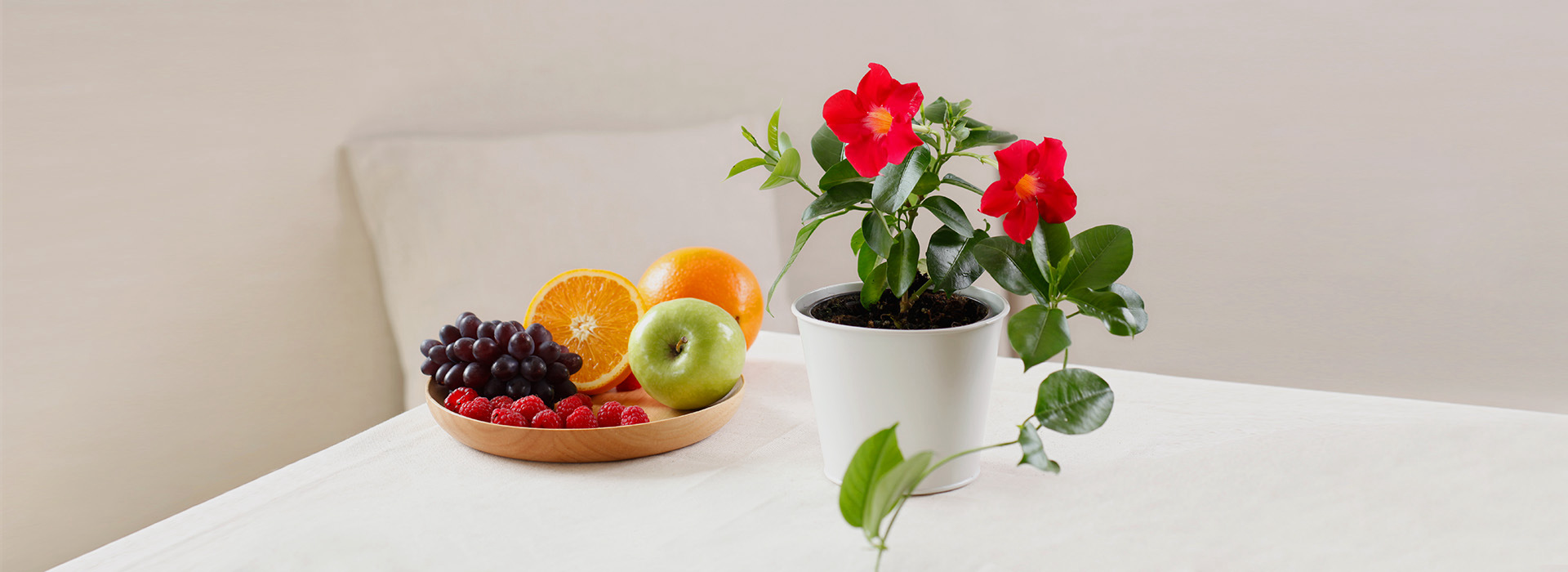 家庭園藝產(chǎn)品