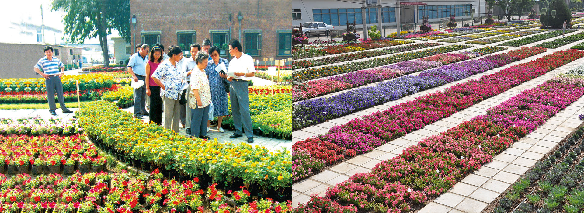 1998年國(guó)內(nèi)首次品種展示會(huì)/2010年品種試種評(píng)估